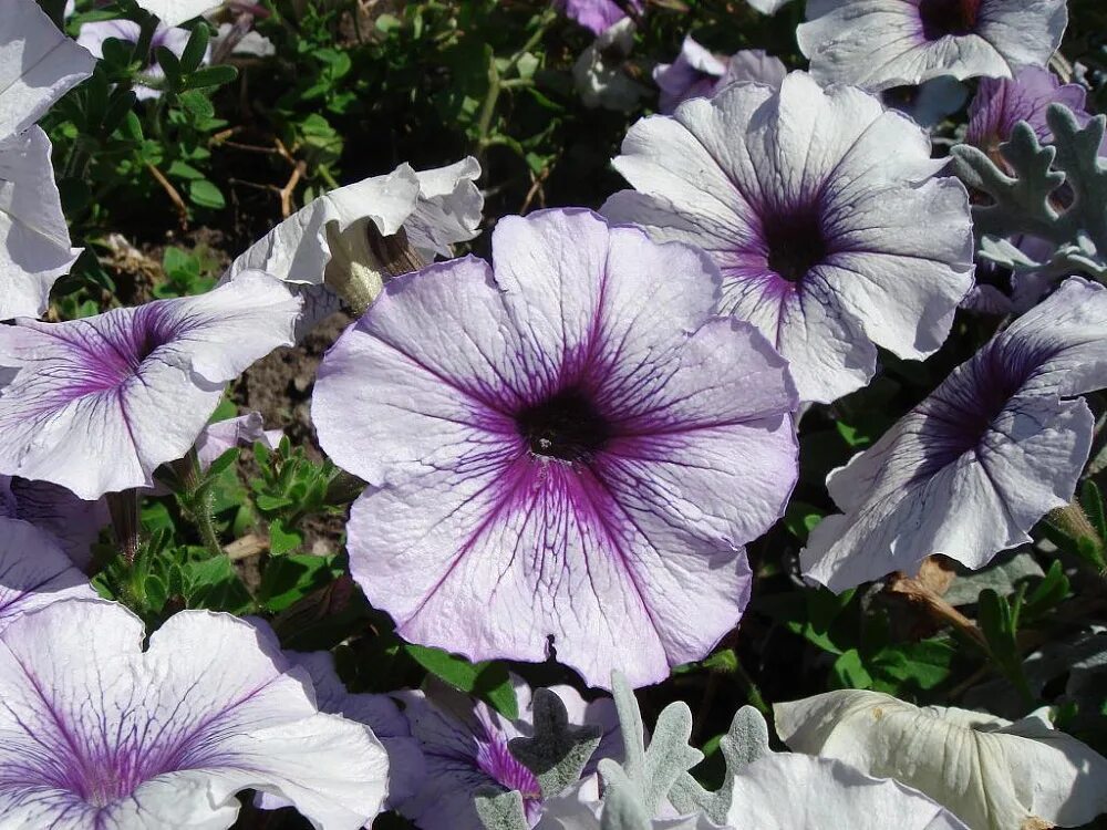 Петуния многоцветковая селебрити бургунди. Петуния многоцветковая селебрити lilac. Петуния celebrity red morn. Петуния селебрити кармин. Петуния мультифлора селебрити.