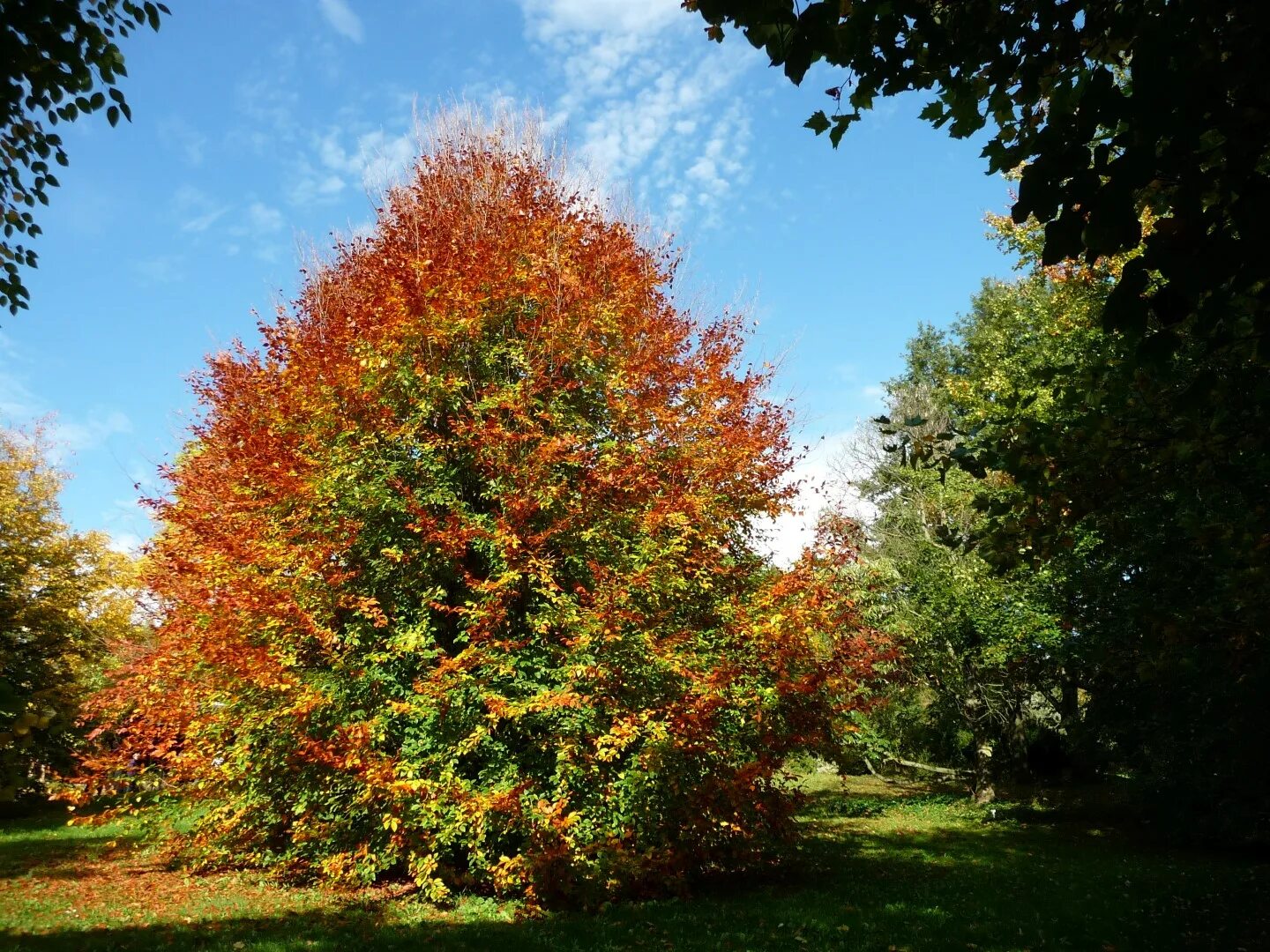 Дерево бук фото и описание. Бук Восточный – Fagus orientalis. Fagus orientalis Lipsky - бук Восточный. Бук Европейский Beech. Бук дерево Кавказ.