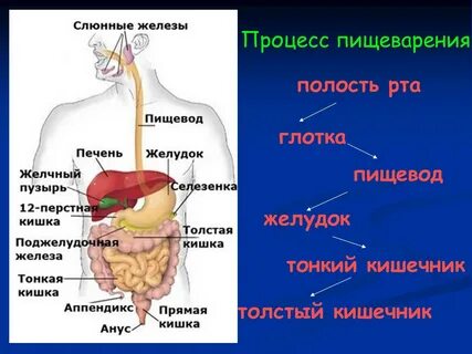 Процесс пищеварения кратко