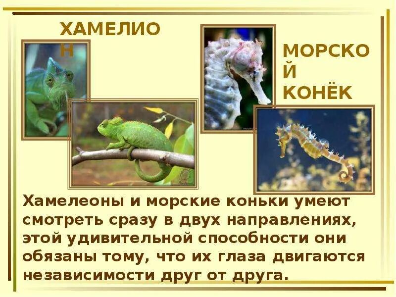 Фактов о животных 3 класс. Интересные факты из жизни животных. интересные факты о животных презентация. удивительные факты из жизни животных. сообщение интересные факты из жизни животных.