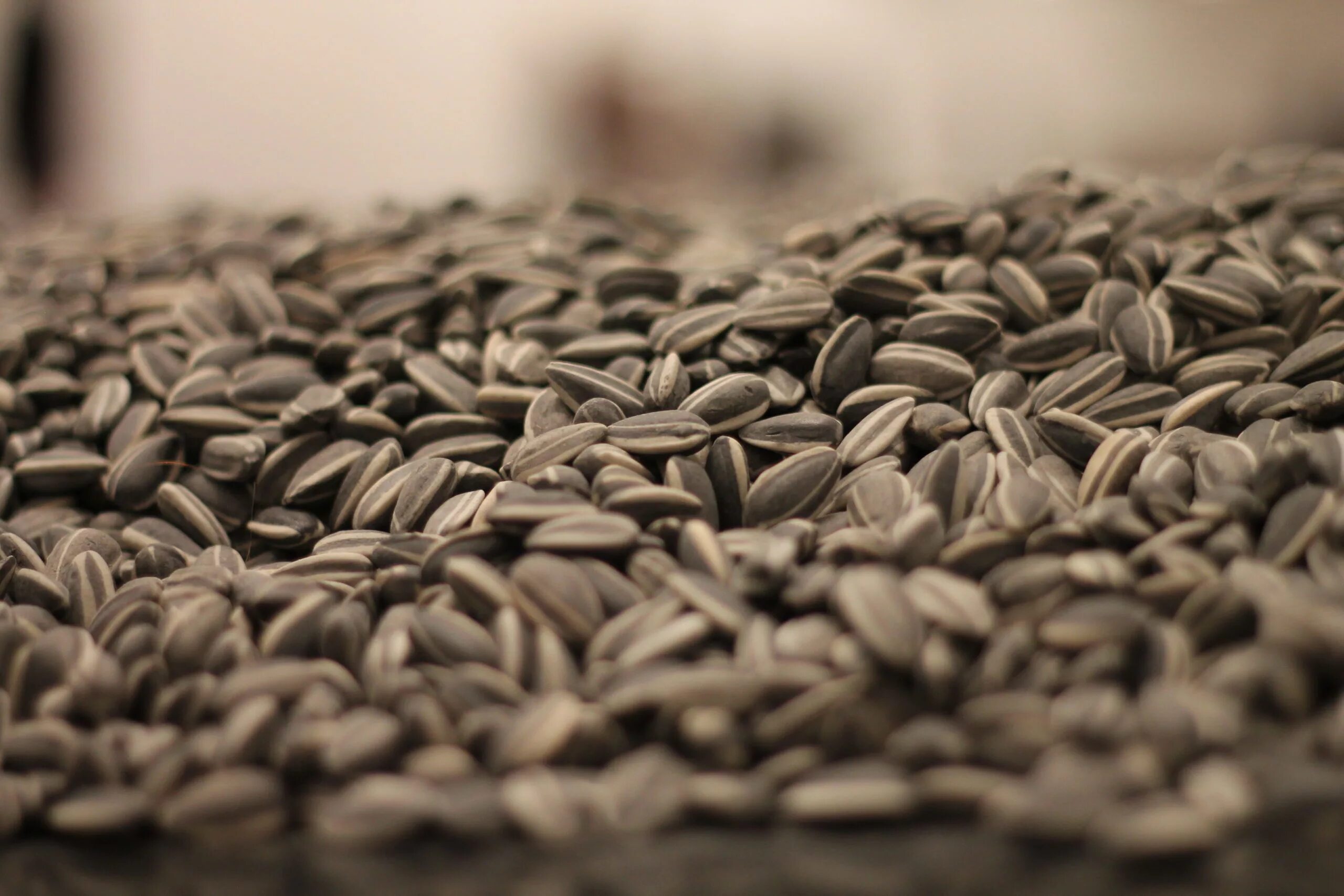 Семена подсолнечника (Sunflower Seeds. Семечки Sunflower Seeds. Ai Weiwei Sunflower Seeds. Семена подсолнечника ай Вейвей.
