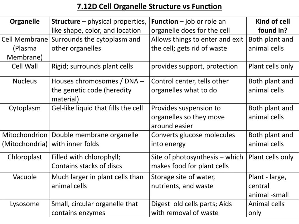 Structure both and. Cell structure and functions of organelles. cell organelles function and. plant and animal organelles in cell and functioning. nucleus function.
