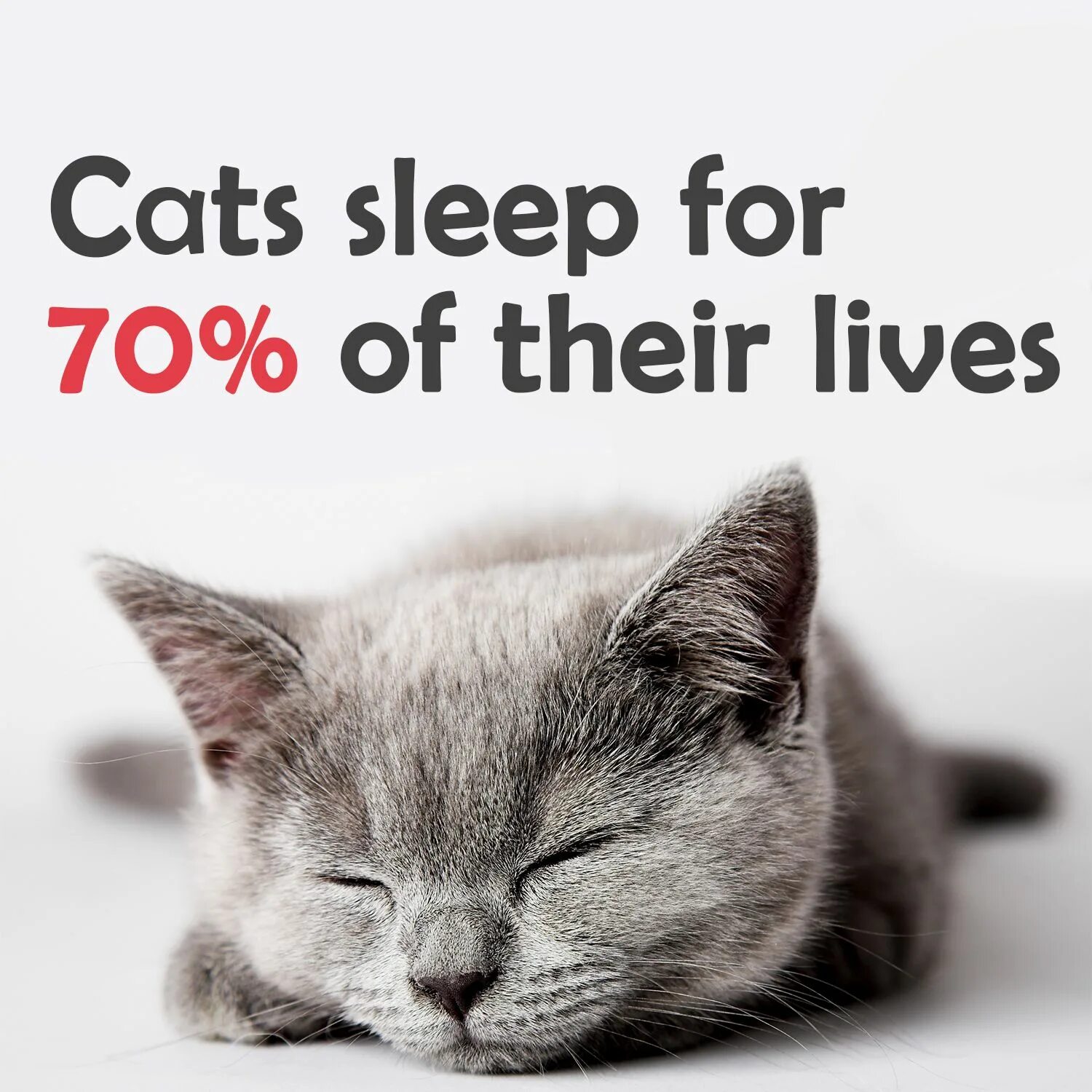 Interesting facts about cats. Interesting cat. About cats. Cats facts. Cats facts.