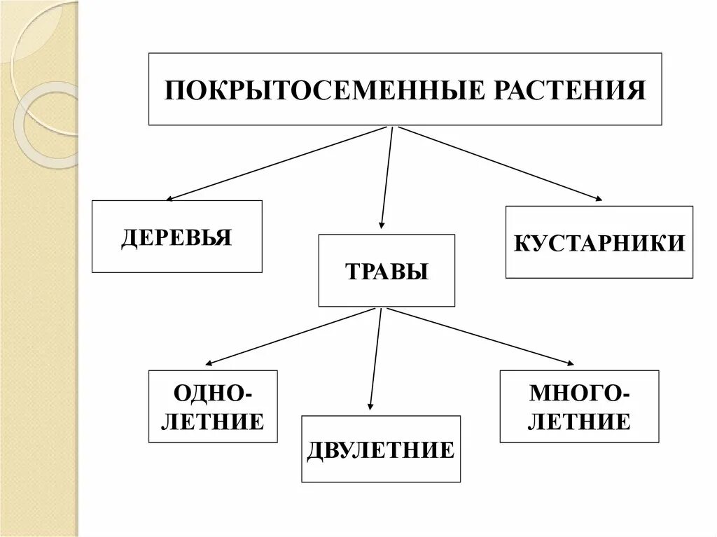 Значение покрытосеменных. Роль покрытосеменных в природе. Значение покрытосеменных растений. Значение покрытосеменных в природе.