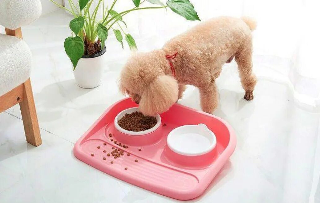 Пудель еда. Корма для карликовых пуделей. Рацион пуделя. Рацион пуделя. Пудель еда.