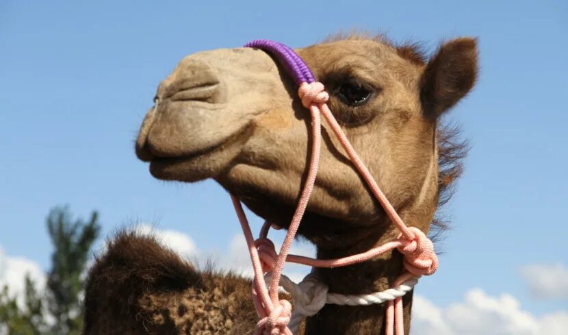 Верблюд плюет. Верблюд плюется. Как плюются верблюды. Плевок верблюда. Верблюд плюется.