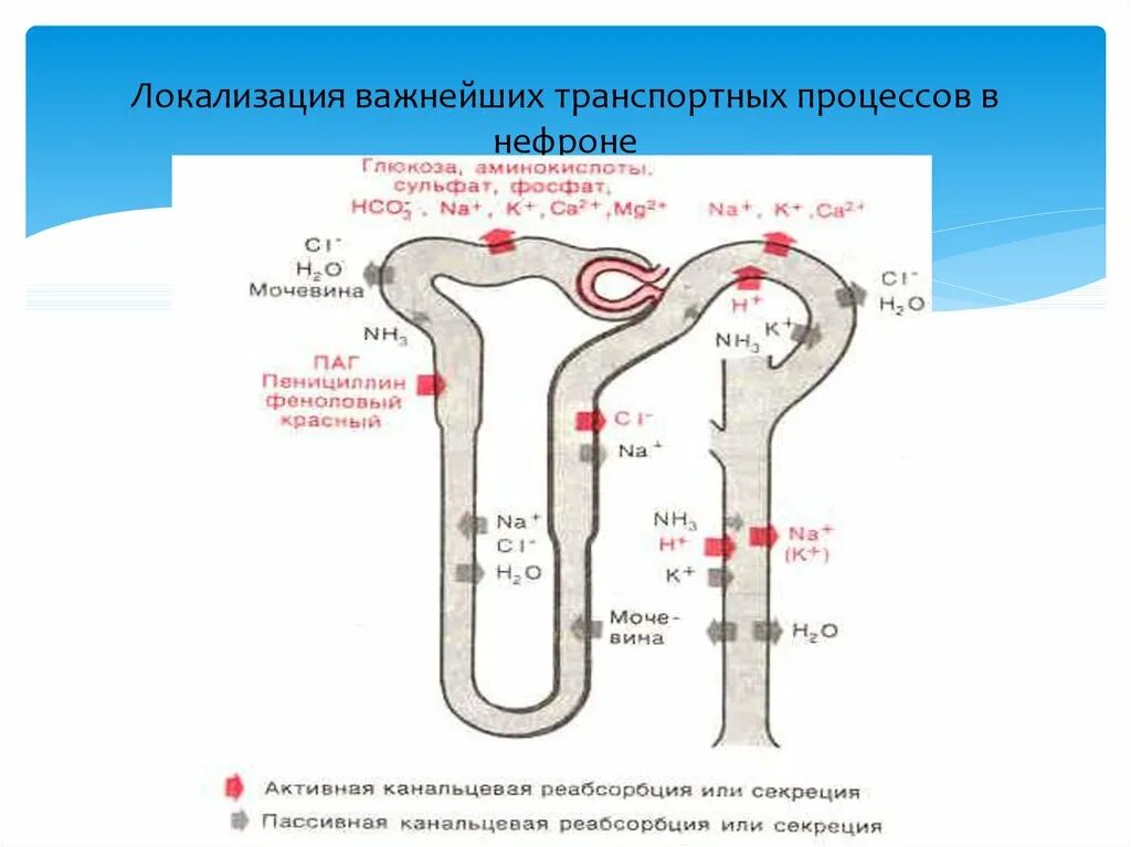 Какой процесс происходит в канальцах нефрона. Секреция и реабсорбция в нефроне схема. Кругооборот мочевины в нефроне. Гипертонический раствор в нефроне. Кругооборот мочевины в почках.