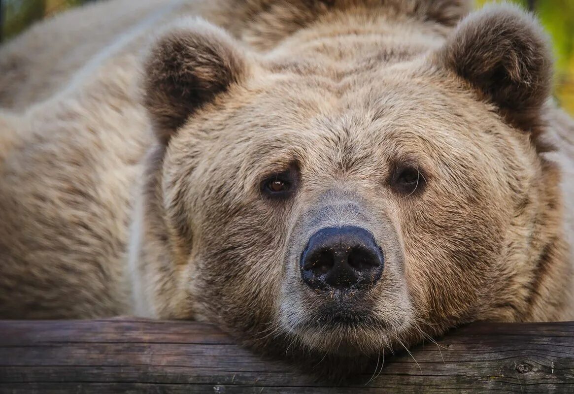добрый медведь. добрый медведь. медведь улыбается. добрый медведь. медведь машет лапой.