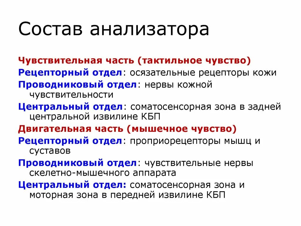 Состав анализатора рецепторный отдел. Что входит в состав анализаторов. Что входит в анализатор. В состав анализатора не входит.