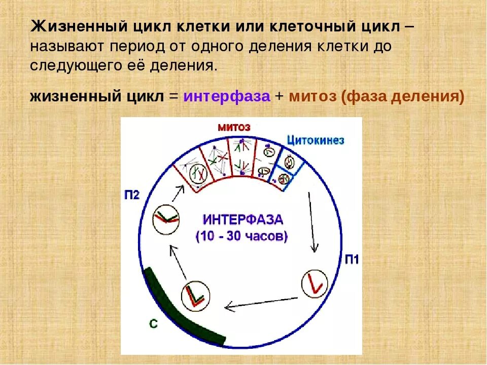 Жизненный цикл клетки деление клетки. Клеточный цикл биология 10 класс. Характеристика этапов жизненного цикла клетки. Схема стадий жизненного цикла клетки. Жизнь клетки до ее деления