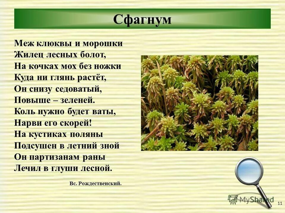 Почему мхам нужна вода. Сфагнум сфагновые мхи. Торфяной мох сфагнум. Сфагнум болотный. Мох сфагнум царство.