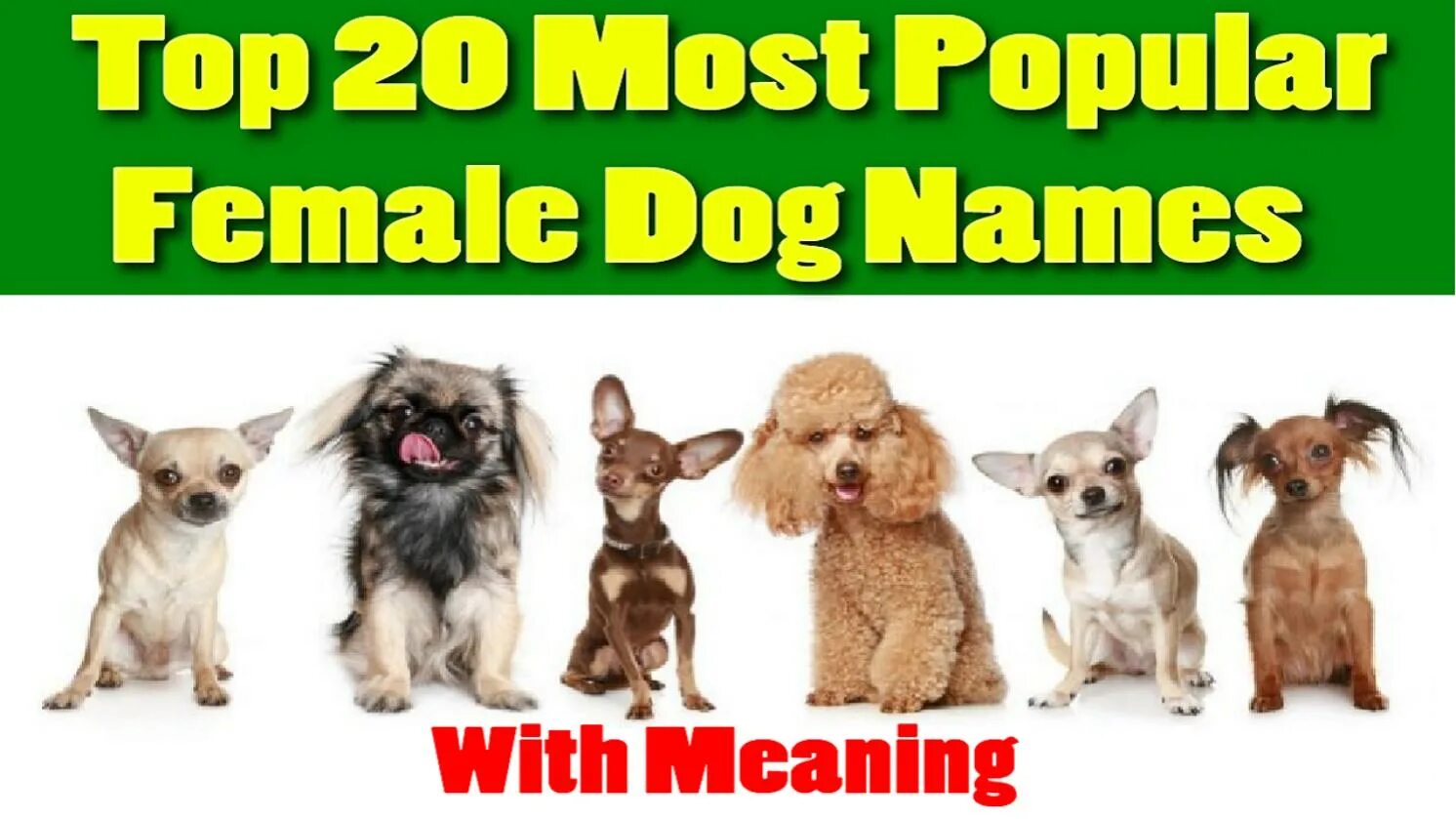 Dogs s names are. Имена для собак. Имена для собак девочек. Мужские имена для собак. Имя для собаки волчок.