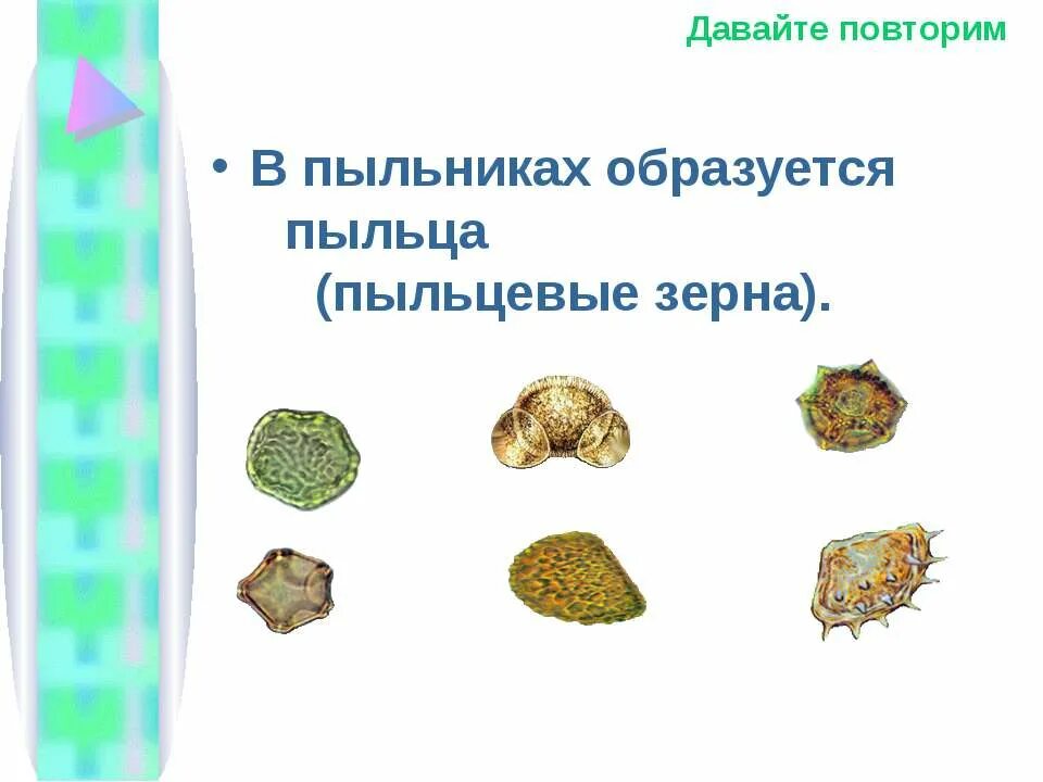 Березовая пыльца. Пыльцевое зерно цветковых растений. Пыльца у растений образуется. Пыльца цветковых растений строение. Пыльцевое зерно состоит из.