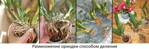 Как пересадить орхидею правильный грунт
