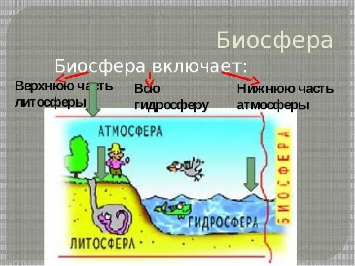 Биосфера рисунок. Биосфера включает. Биосфера земли включает. Биосфера 6 класс география презентация. Презентация человек часть биосферы география 6 класс