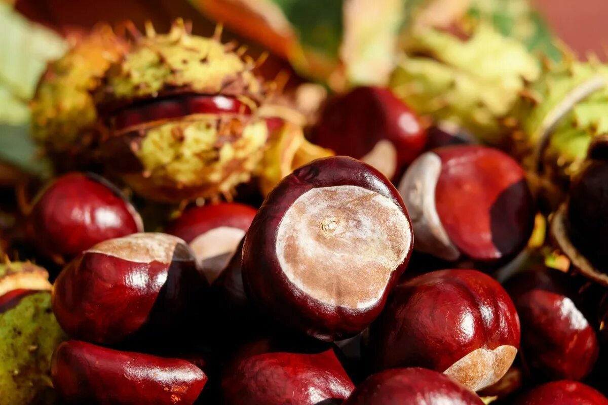Каштан конский (aesculus). Конский каштан обыкновенный плод. Каштановый орех. Плод конского каштана орех?. Конский каштан обыкновенный плод.