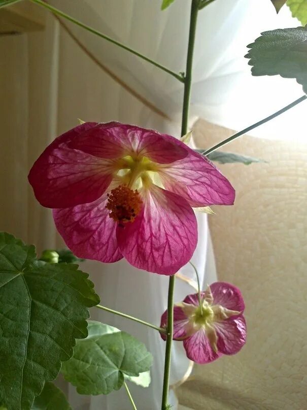 Красивые цветы водолея. Цветок водолея. Цветок водолея. Цветок водолея. Цветы по знаку зодиака водолей.