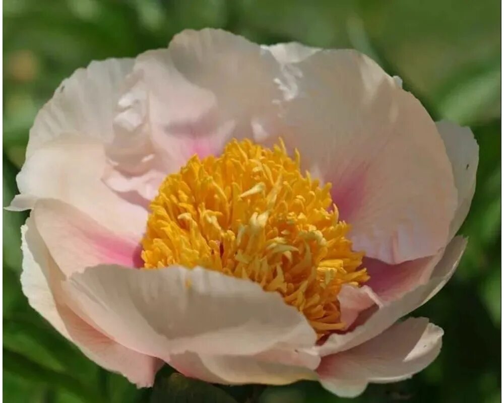 Пион Атхена. Пион Афина. Пион Афина Paeonia Athena. Пион гибридный 'Athena'.