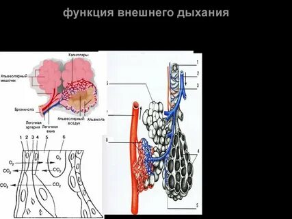 Основные функции внешнего дыхания