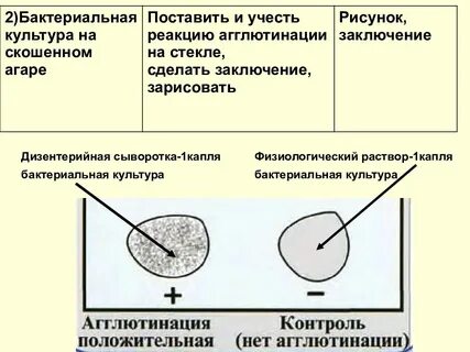 Реакции бактерий