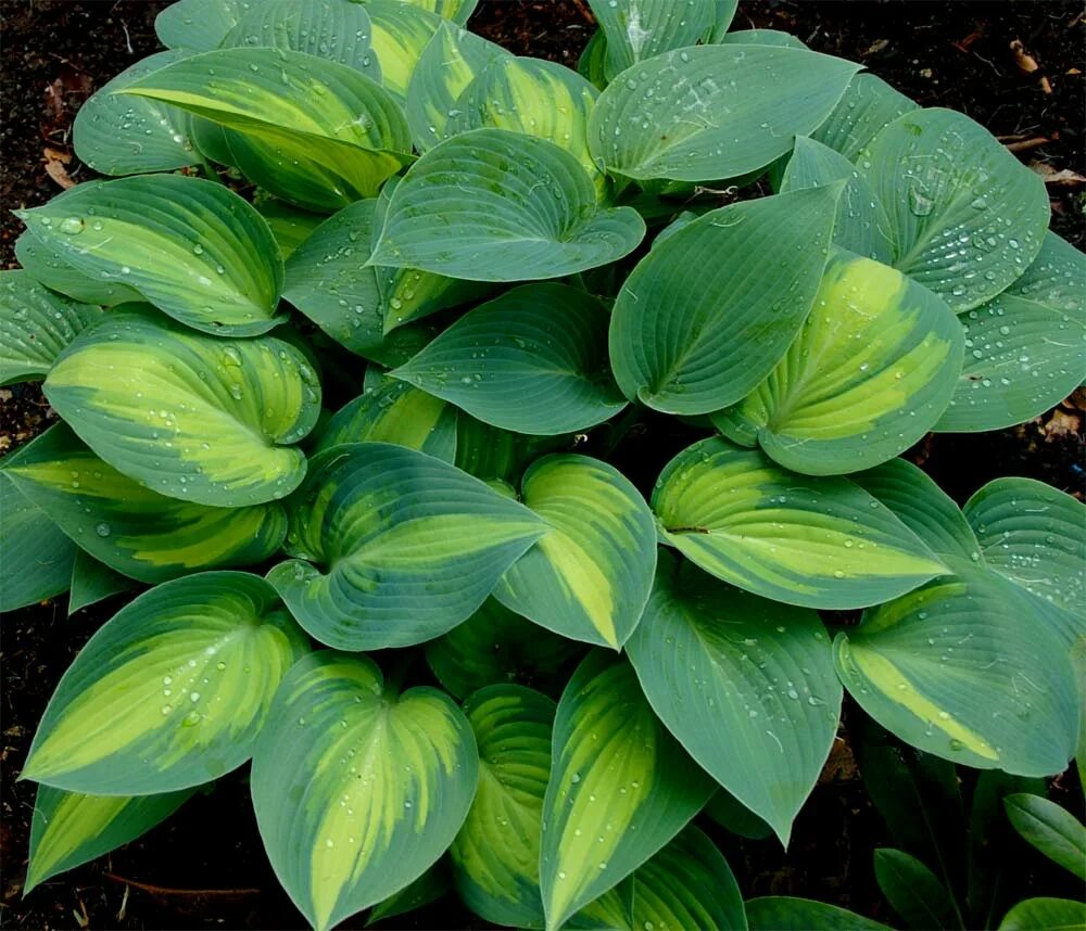 Хоста жизнь. Плантагинея хоста. хоста plantaginea. хоста гибридная клаймэкс. хоста грандифлора.