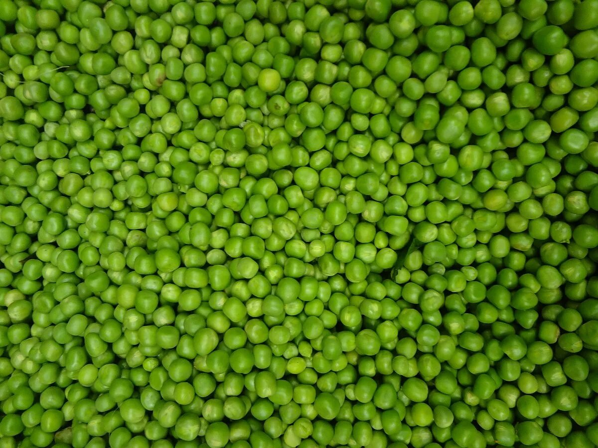 Горох стебель текстура. Peas на зеленом фоне. Green common. Pea2256.