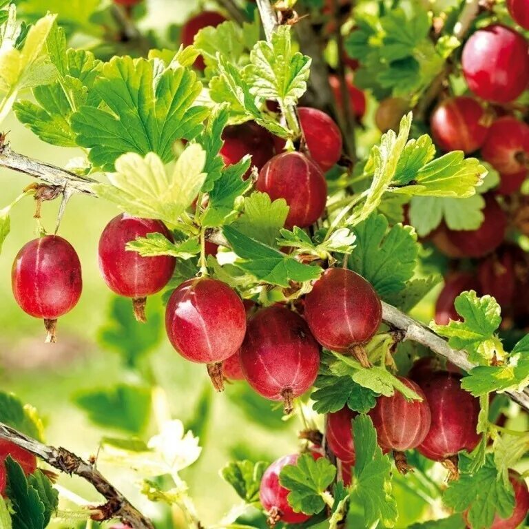Крыжовник (ribes grossularia `командор`). Плодовые кустарники (смородина, крыжовник, жимолость). Крыжовник сорт родник куст. Смородино-крыжовниковый гибрид йошта. Агрус крыжовник.