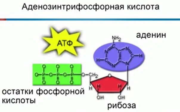 Атф состоит из остатков. АТФ. АТФ изображение. Остаток фосфорной кислоты АТФ. АТФ фосфорная кислота.