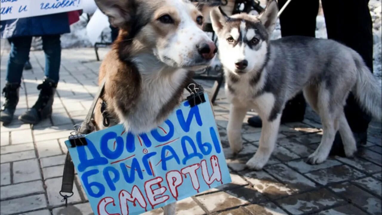 Московское общество защиты животных. Защита животных. общество защиты животных. защитники животных.