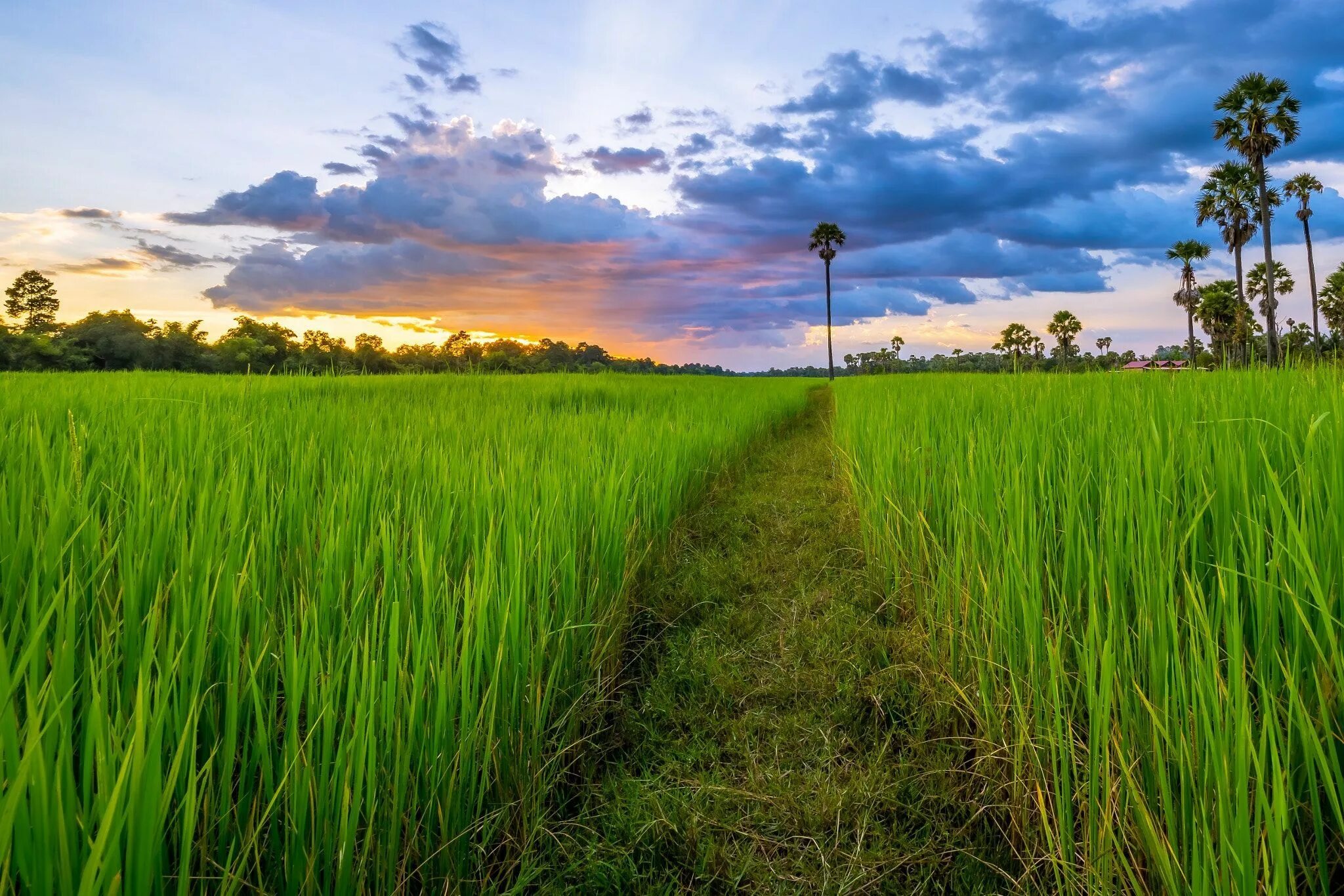 They rice in the fields. Рисовые поля камбоджа. рис в камбодже. уборка поля закат. louisiana rice fields.