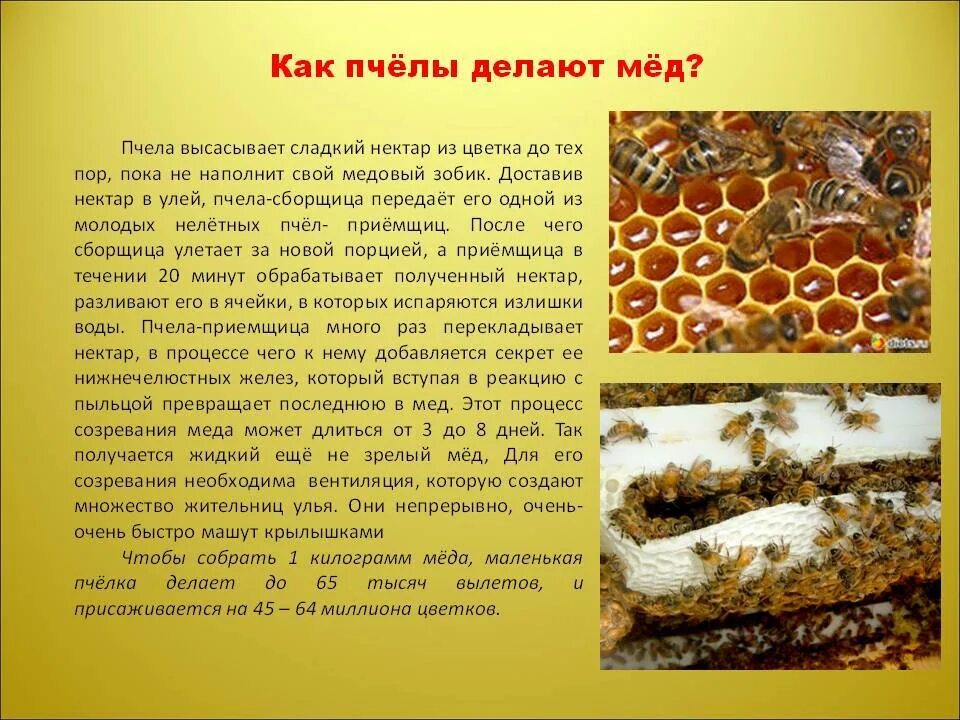 Сколько делать мед. Как пчелы делают мед. Пчелы откладывают мед. Как делают мед. Из чего пчелы делают мед.