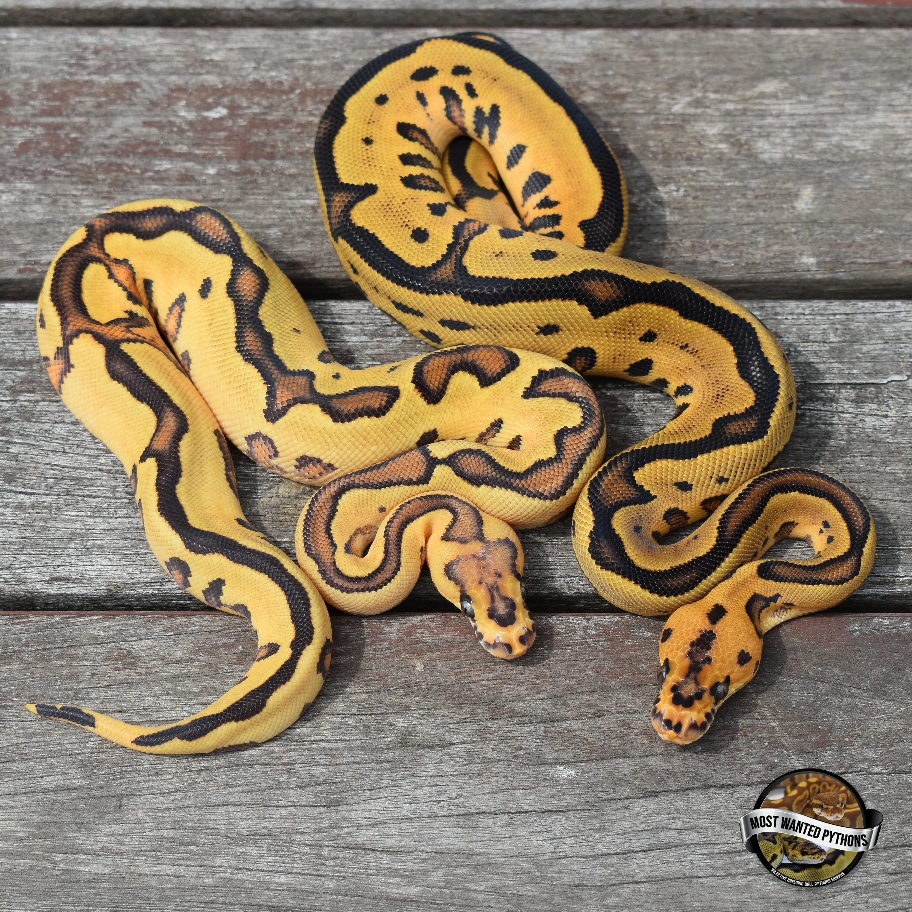 Python изображений