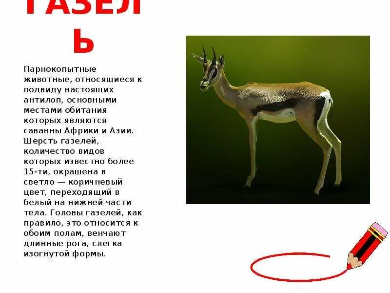 Сообщение про песчаную газель. Парнокопытные место обитания. газель животное презентация. доклад про антилопу. сообщение о африканской газели.