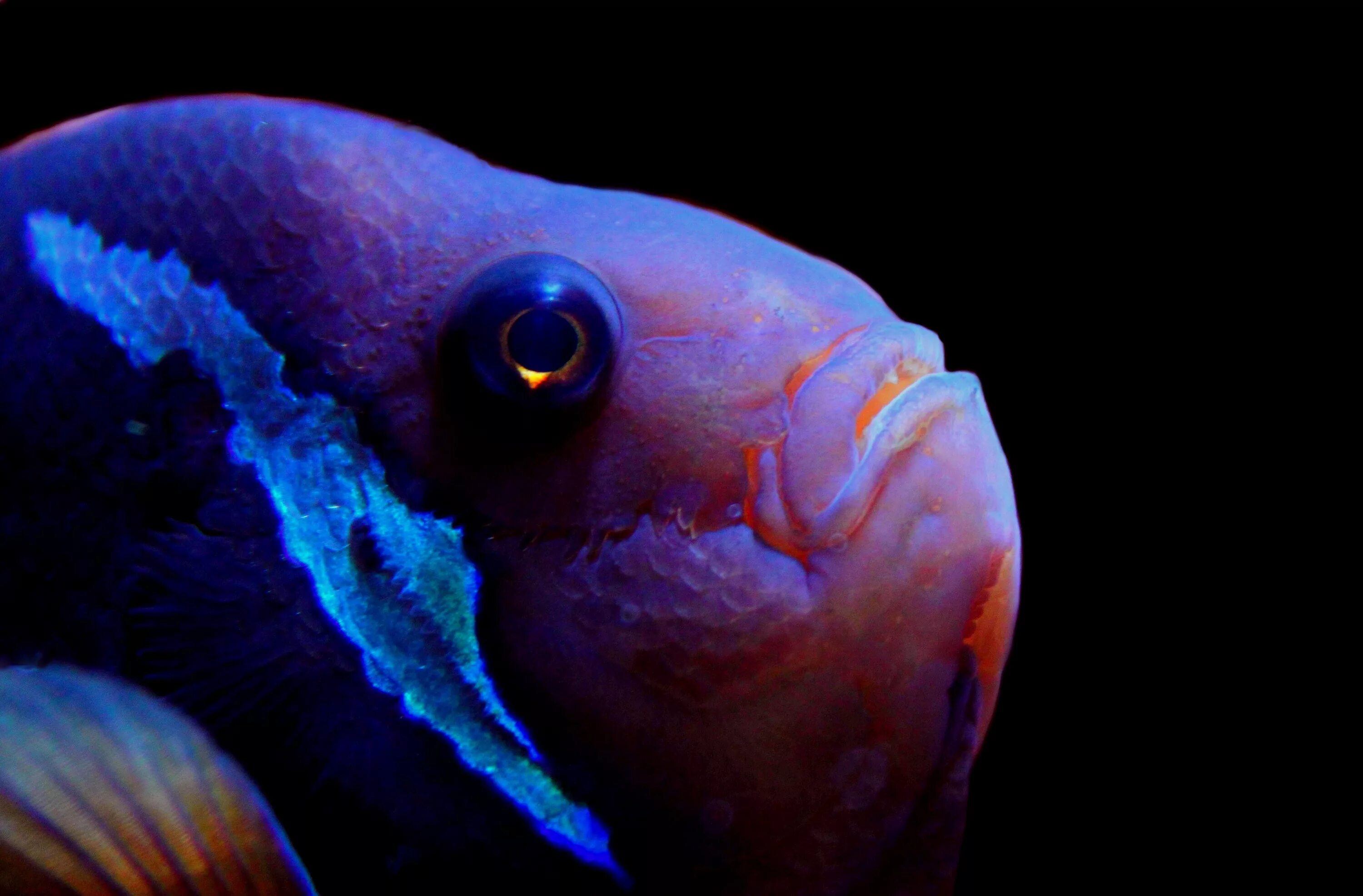 Какие глаза у рыб. Глаз рыбы. Глубоководные рыбы. Глаза глубоководных рыб. Макросъемка рыбы.