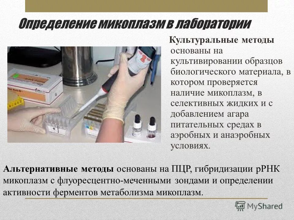 микоплазма норма. микоплазма хоминис 10. микоплазма по романовскому гимзе. микоплазма хоминис норма. 1.