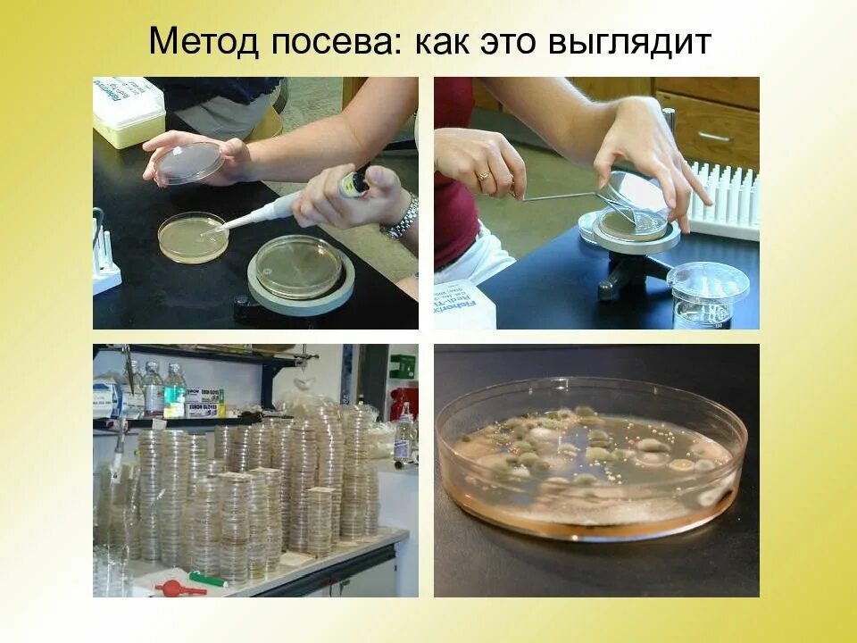 Методы посева микроорганизмов. Посев на питательные среды. Посев микроорганизмов на питательные среды. Методы посева микробиология