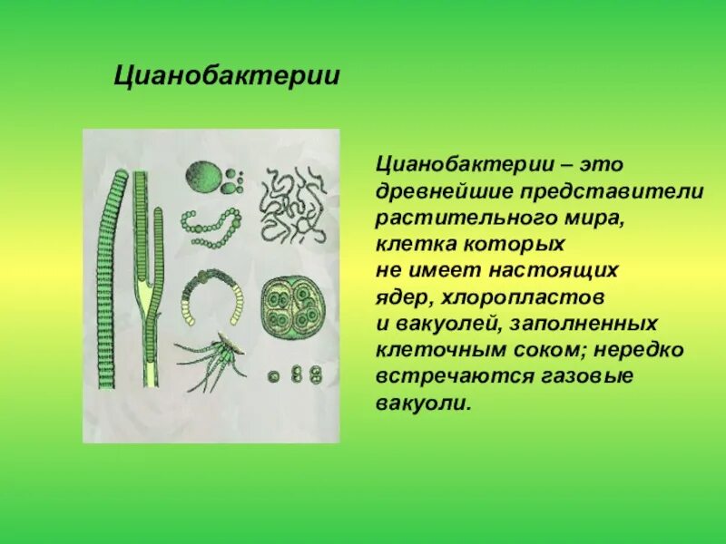 Синезелёные водоросли цианобактерии. Цианобактерии бактерии 5 класс биология. Цианобактерии строение клетки. Цианобактерии это в биологии 5 класс. Группы организмов цианобактерии