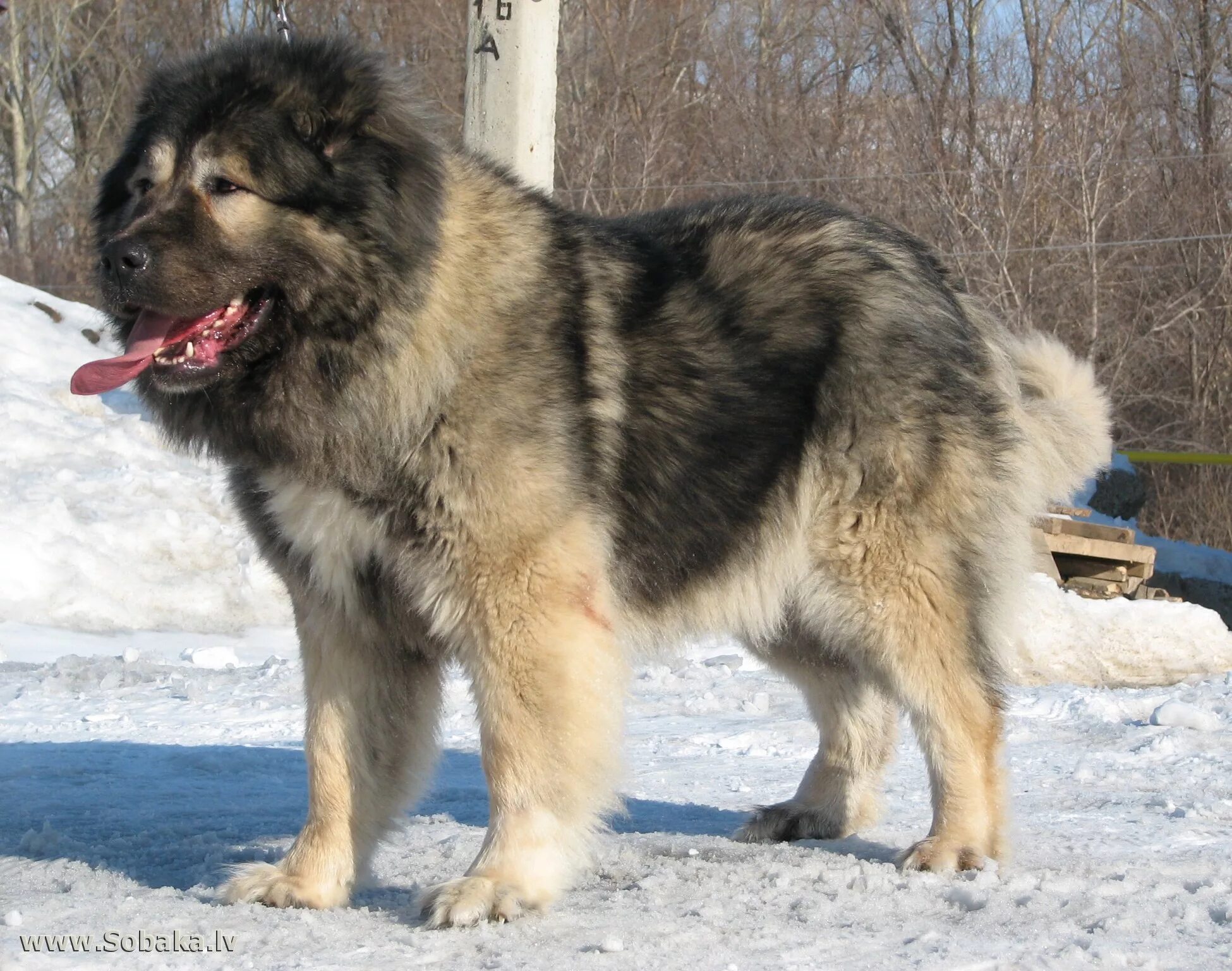 Картинка кавказец. Красивые мужчины кавказа. Кавказский волкодав щенок. Чистокровная кавказская овчарка. Картинка кавказец.