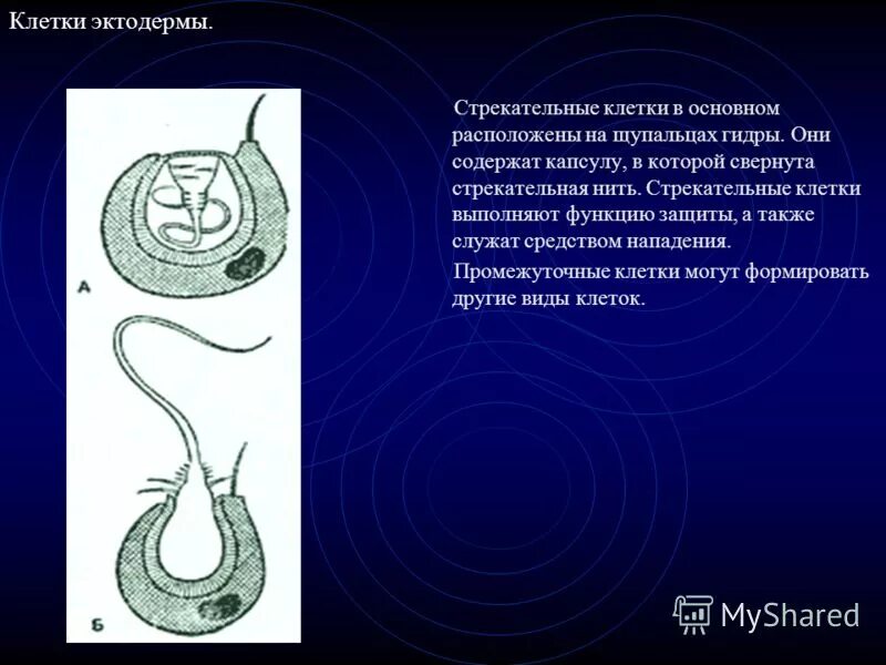 Стрекательные клетки находятся у гидры в. Стрекательные клетки. Стрекательные клетки функции. Строение стрекательной клетки. Стрекательные клетки гидры.