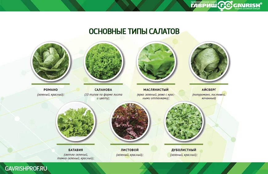 Какие бывают зеленые овощи. Разновидности салата листового. Названия листовых салатов. Разновидности зелени. Листья салата разновидности.