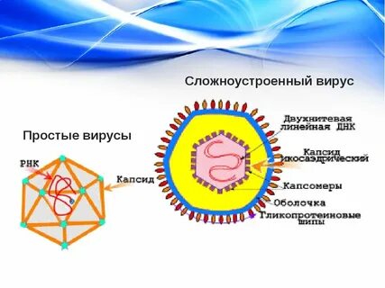 Зарисуйте строение простого и сложного вируса