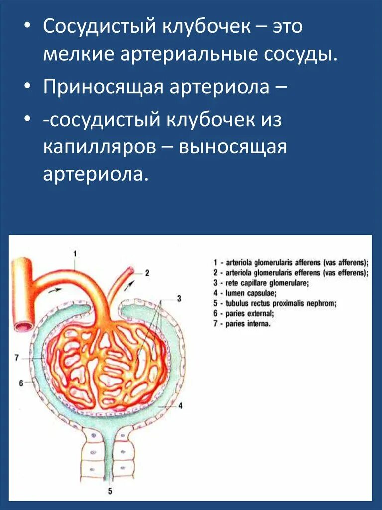 Артериолы клубочка