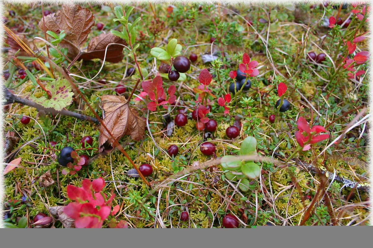ягоды растущие в тундре. черника мурманск. тундровая шикша. водяника в тундре. тундровая шикша.
