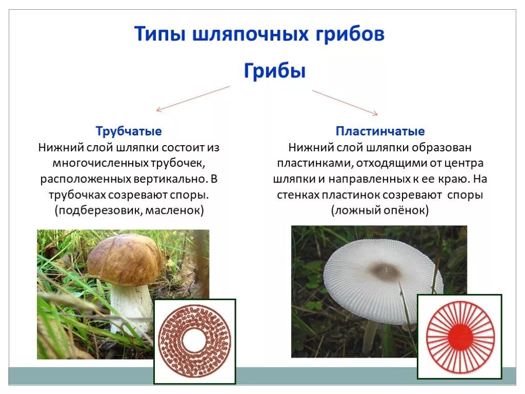 Характеристика шляпочных грибов