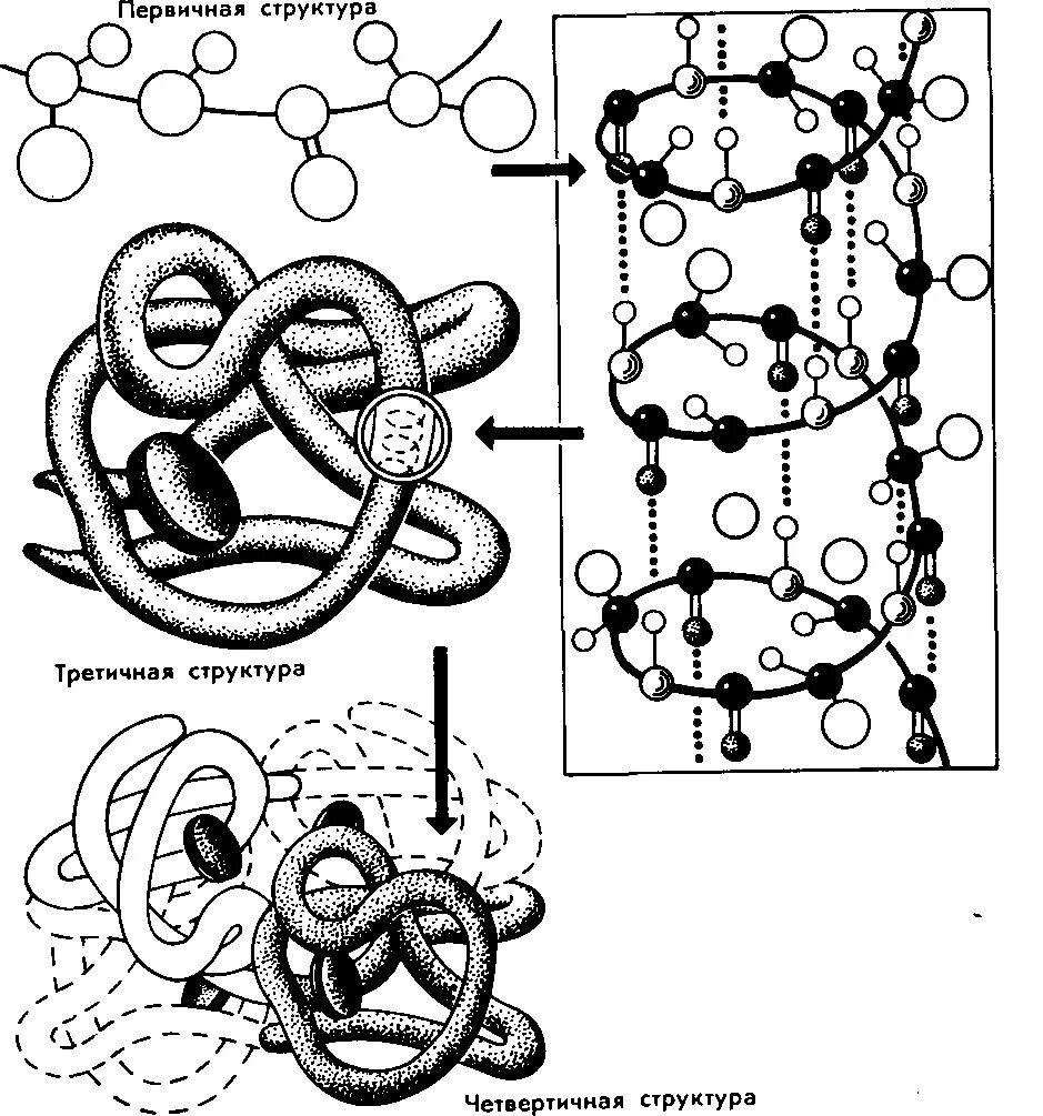 Схемы белков. Структура белковой молекулы схема. Первичная вторичная третичная структура белка. Молекула белка схема третичная структура. Первичная структура белковых молекул.