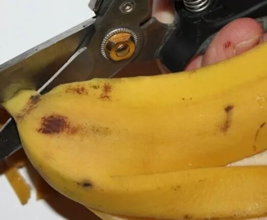 Подкормка из кожуры банана для рассады. Удобрение из банановых корок. подкормка рассады банановой кожурой. подкормка для рассады из банановой кожуры. банан политый медом.