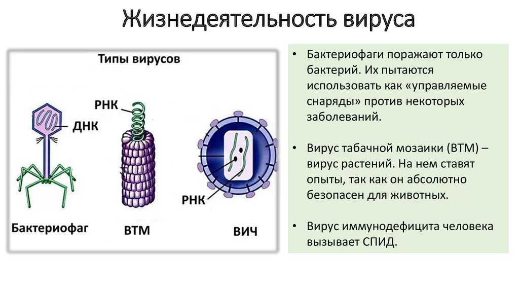 Строение вируса бактериофага. Вирус табачной мозаики и бактериофаг. Вирусы строение и жизнедеятельность. Бактериофаг функции структур.