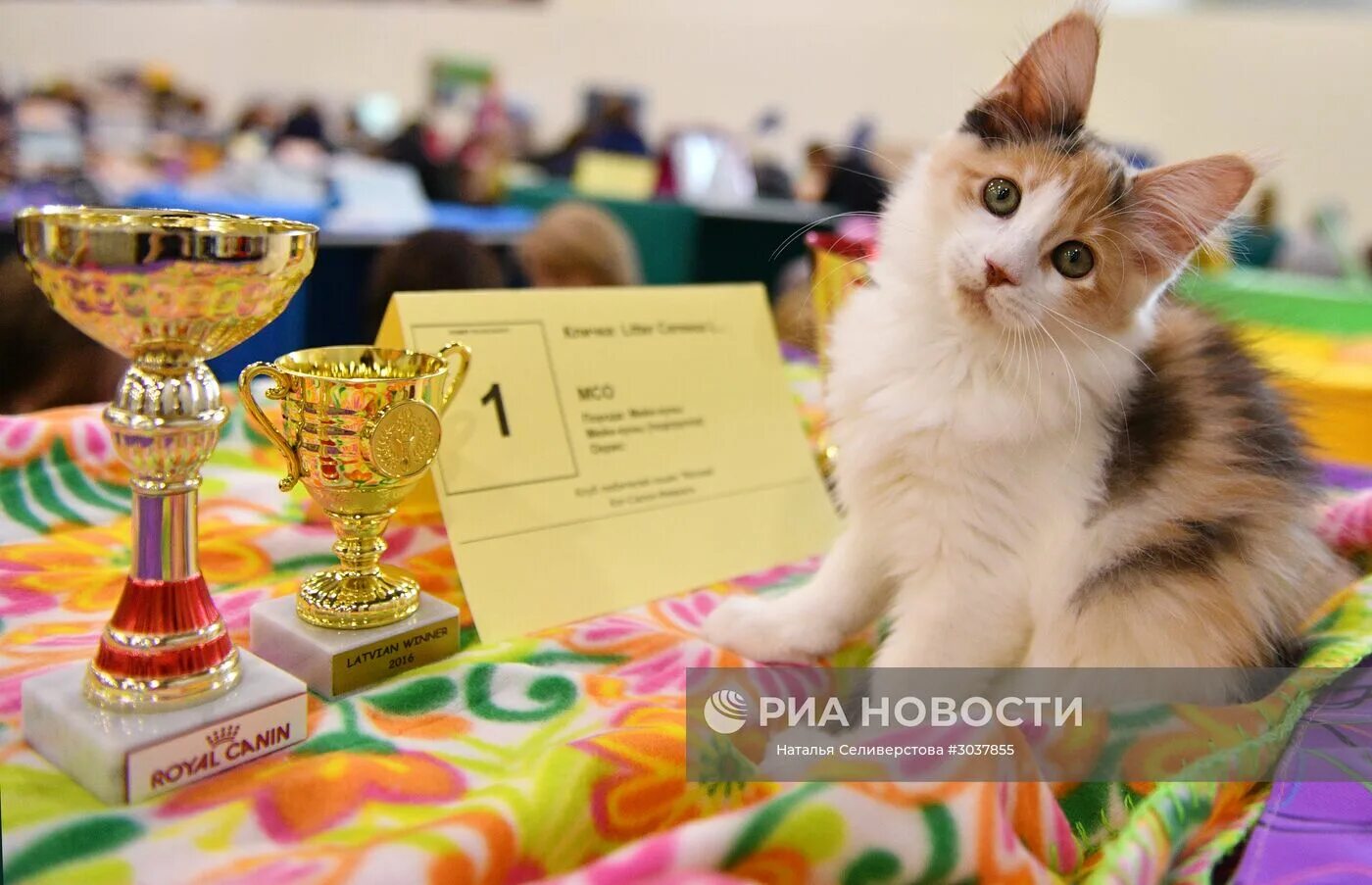 Выставка кошек. Выставка кошек в Ривьере. Выставка кошек Нижнекамск. Выставка собак кошек в Москве.