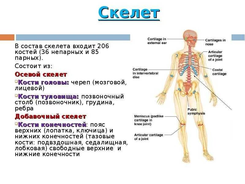 Осевой скелет человека анатомия. Состав осевого скелета человека. Кости добавочного скелета отделы скелета. Осевой скелет и добавочный скелет.