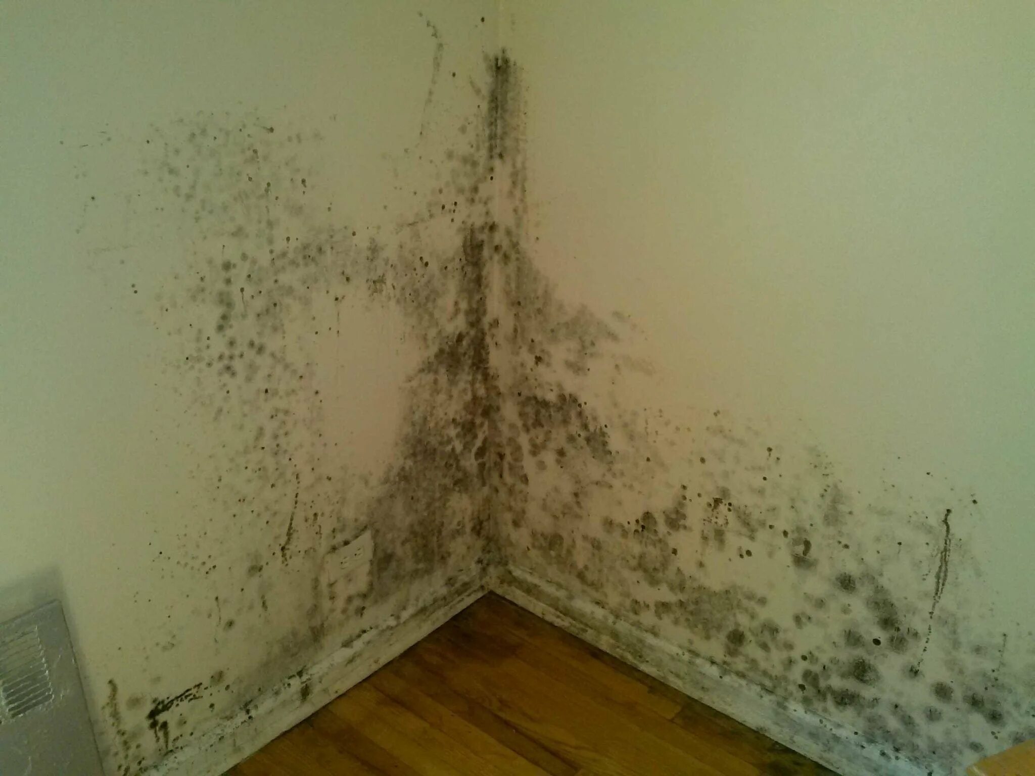 Плесень месте. Плесень на стенах. Грибок на стенах. Грибок на стенах в квартире. Плесневый грибок на стенах.